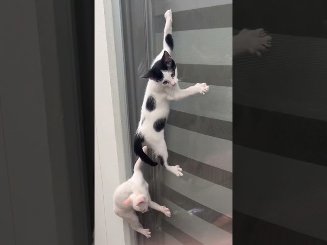 'Superhero' Scales House Walls To Rescue Newborn Kittens | The Dodo