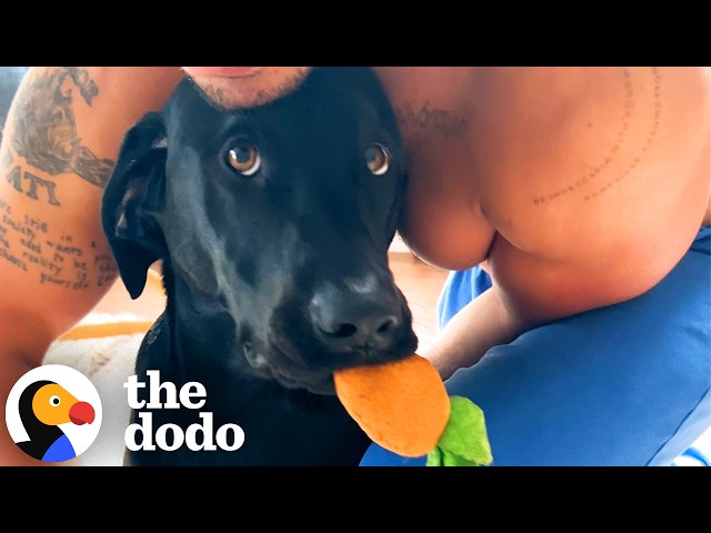 Meet The Lab Who’s Never Without His Emotional Support Carrot | The Dodo