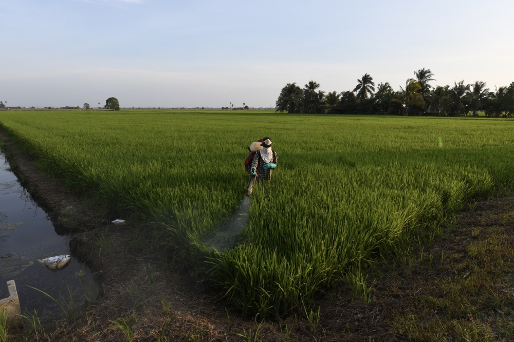 Penang ramps up support for paddy farmers hit by invasive weed