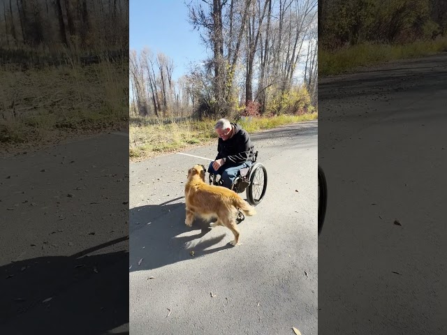 Golden Retriever Reunites With US Veteran