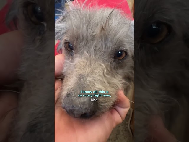 He Was A Broken Street Dog Until Love Brought Him Back To Life | The Dodo