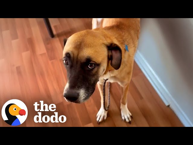 Shut Down Dog Blossoms Once She Reunites With Her Sister | The Dodo