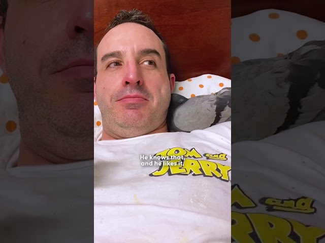 Rescued Pigeon Falls Madly In Love With Mom's Boyfriend | The Dodo