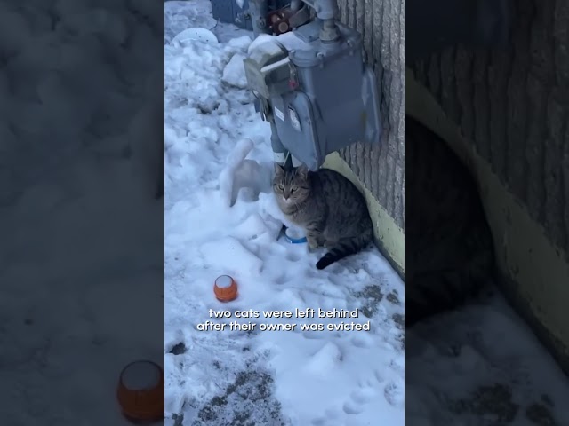 I Rescued Two Cats Stuck Out In The Freezing Cold 🥶