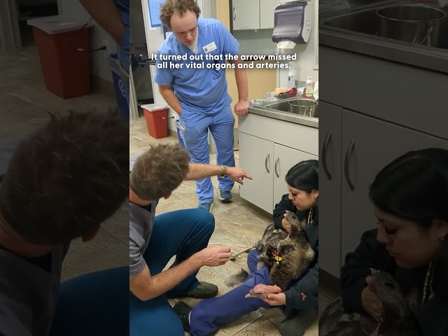 Wild Turkey Found With An Arrow Sticking Out of Her Chest | The Dodo
