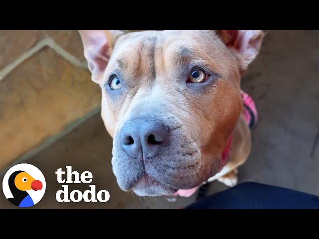 "Aggressive” Foster Dog Loves Cuddling Her Foster Brother | The Dodo