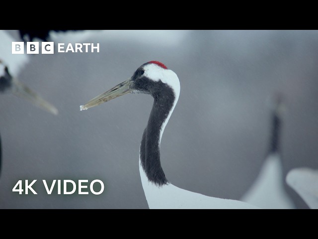 The Remarkable Recovery of Hokkaido's Red-Crowned Cranes | 4K UHD | Wild Japan | BBC Earth
