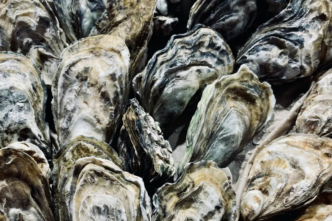 Large-scale oyster deaths in Japan’s Hiroshima Prefecture prompt government probe
