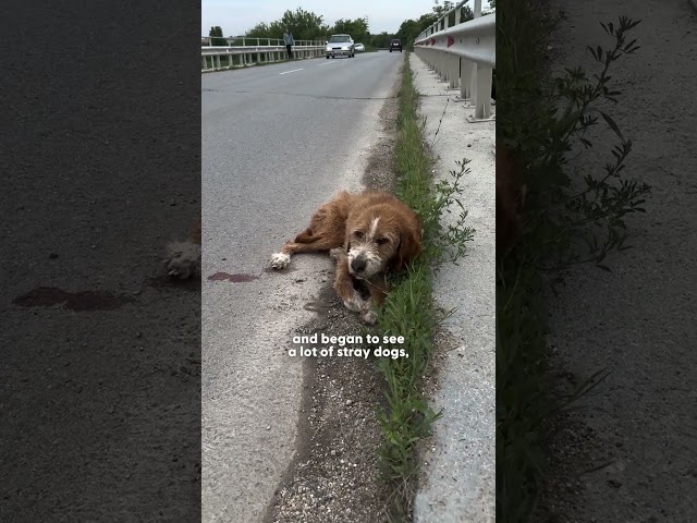 Puppy Who Was Thrown Over A Fence Loves Everyone She Meets | The Dodo
