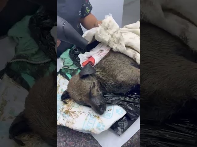 Dog Fully Covered In Tar Miraculously Survives  — And Thrives | The Dodo