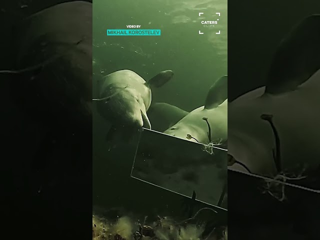 Curious Beluga Whales