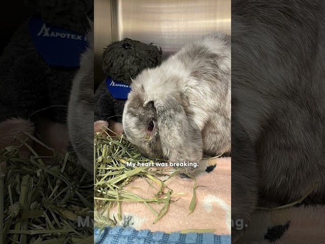 Woman Finds Bunny In Dumpster And Stops Everything To Save Him | The Dodo