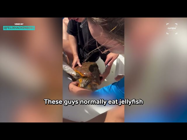 Ocean Hero Frees Turtle Snared in Plastic Waste