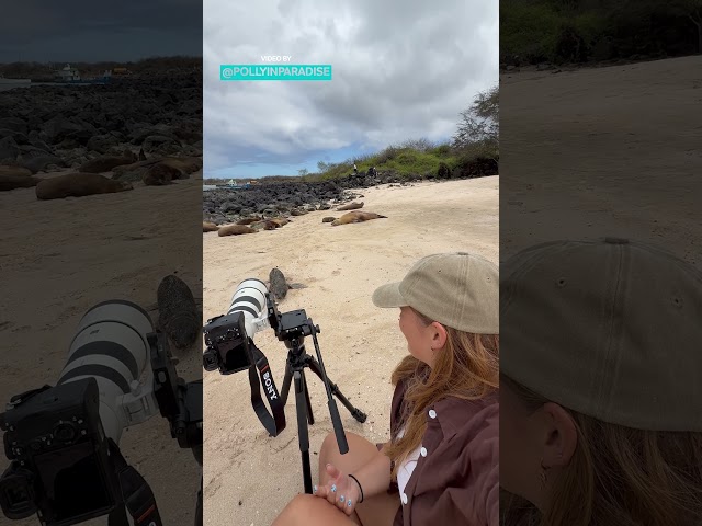 Baby Sea Lion Gets Curious About The Camera