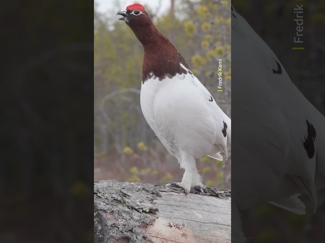 Thank you for coming to my TED talk 🎤 #Animals #Shorts