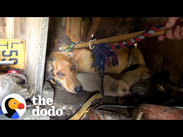 Mama Dog Hides Her Babies in a Shed When She Gets Shot | The Dodo