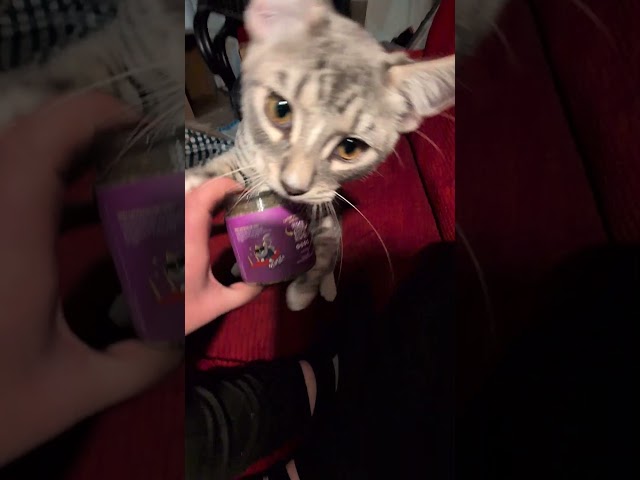 Cute Kitten Tries Catnip For The First Time