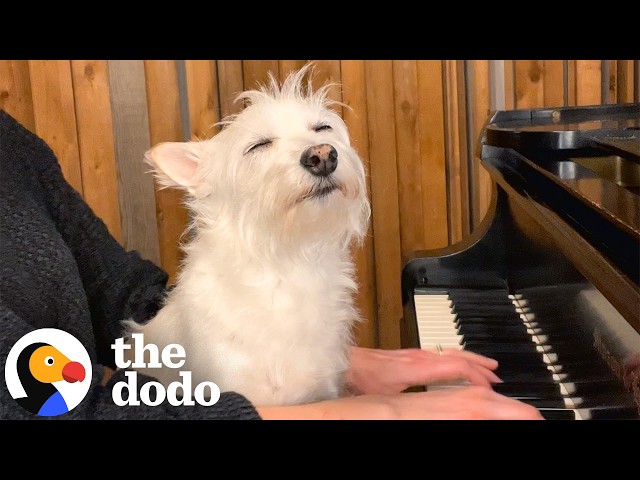 Senior Dog Flops Onto Mom’s Lap Every Time She Plays Piano | The Dodo