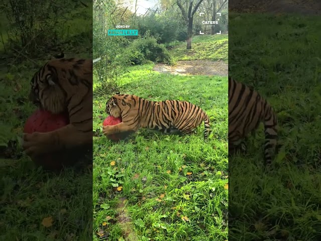 Tiger Playing Football #tigers #wildlife