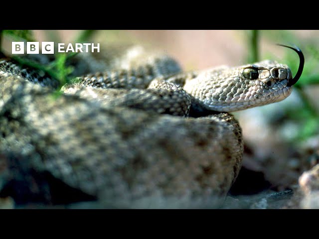 🔴 LIVE: The World's Wildest Animals | BBC Earth