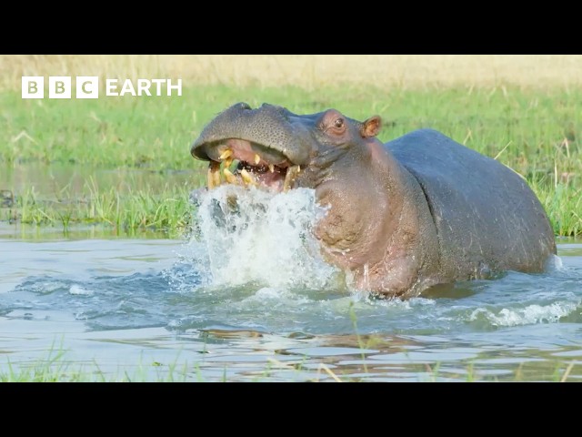 1 Hour of Nature's Deadliest Animal Showdowns | BBC Earth
