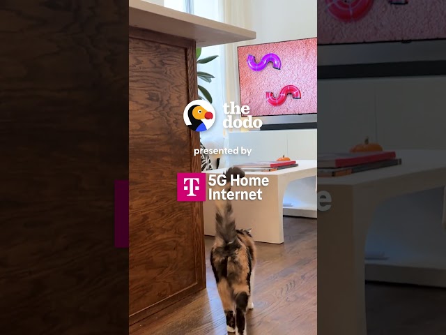Their Cat Runs to the TV Every Time Her Favorite Show Starts | The Dodo