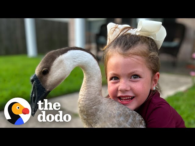 Goose Walks Into Family’s Garage And Never Leaves | The Dodo