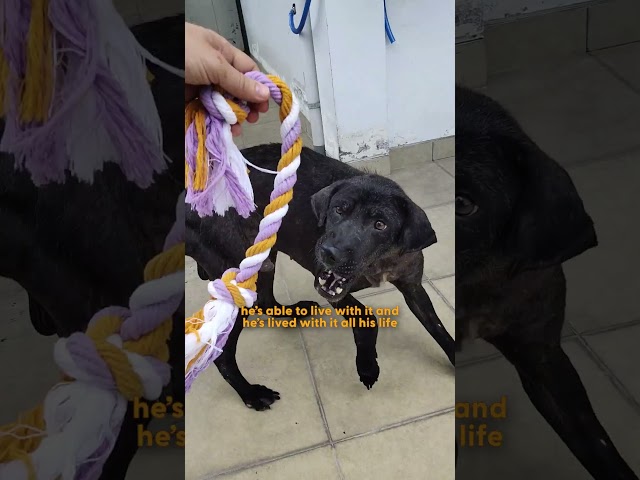 Dog Who 'Turned Into Stone' Is Unrecognizable Now | The Dodo