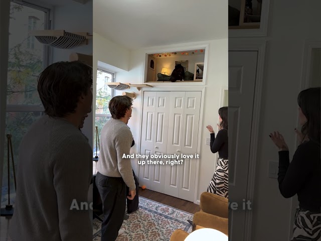 These Cats Have Their Own Loft in NYC | The Dodo