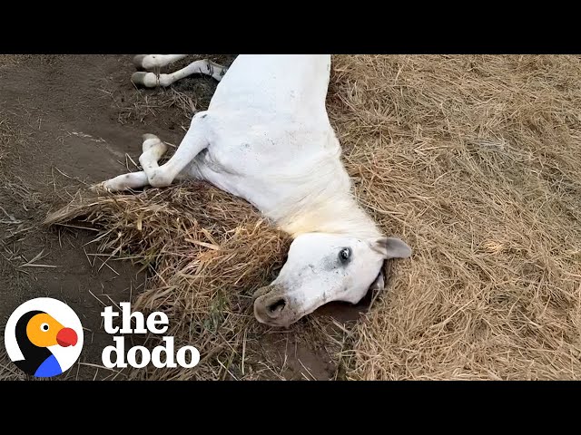 Old Horse Left In A Field To Die Gets To Live Out Her Golden Years Now | The Dodo