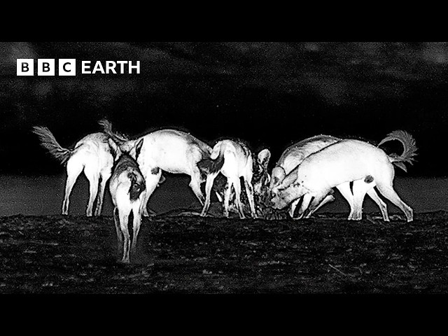 Darkness Reveals New Animal Behaviours | Kingdom | BBC Earth