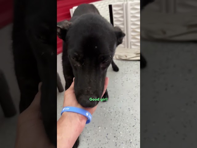 Mama Dog Leads Rescuers Straight To Her Puppies | The Dodo