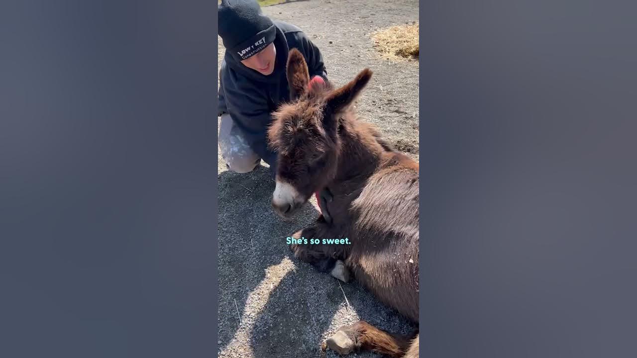 Heartbroken Donkey Finally Finds His Happy Again | The Dodo