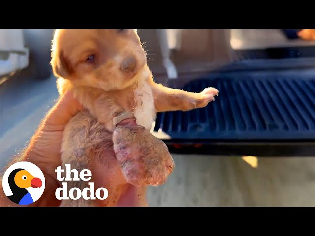 Little Puppy With a Boxing-Glove Paw Makes the Sweetest Recovery | The Dodo