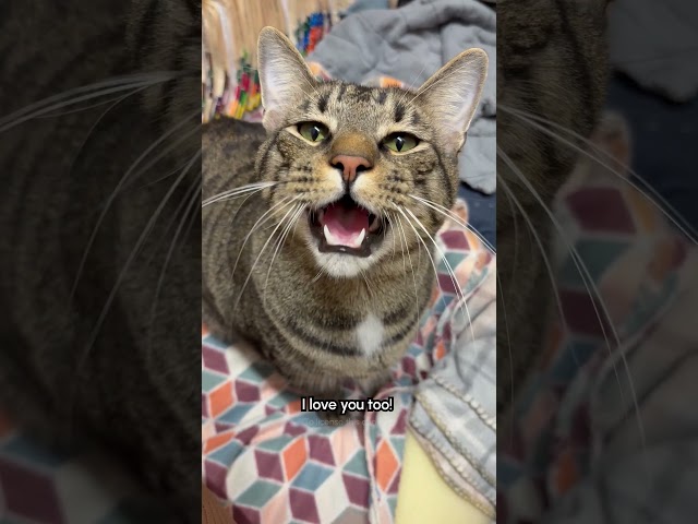 Cute Cat Has Conversation