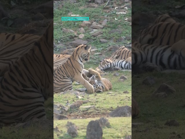 Tiger Clubs Playfighting