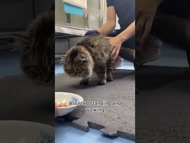 Hero Veterinarian Nurses Sick Cat Back To Health