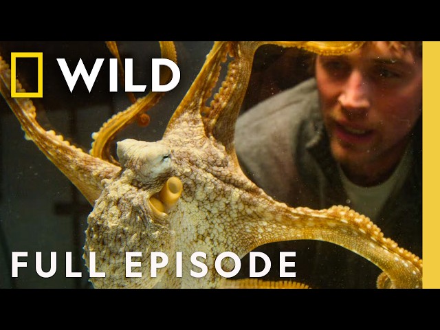 Investigating the Lives of Octopus (Full Episode) | Man vs. Octopus | Nat Geo Animals