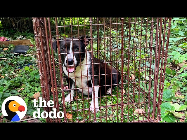 Pregnant Pittie Gets Rescued With Both Of Her Boyfriends | The Dodo