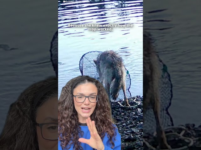 Wolf Taught Herself To Use A Human Tool So She Could Eat | The Dodo