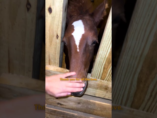 Skinny Horse Who Didn’t Know How To Nurse Is So Rambunctious Now | The Dodo