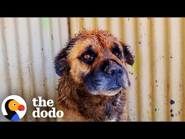 Giant Dog On Brink Of Death Is A Big, Fluffy Baby Now | The Dodo