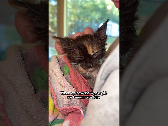 Kitten Gets Rescued After Getting Trapped Under Lawnmower