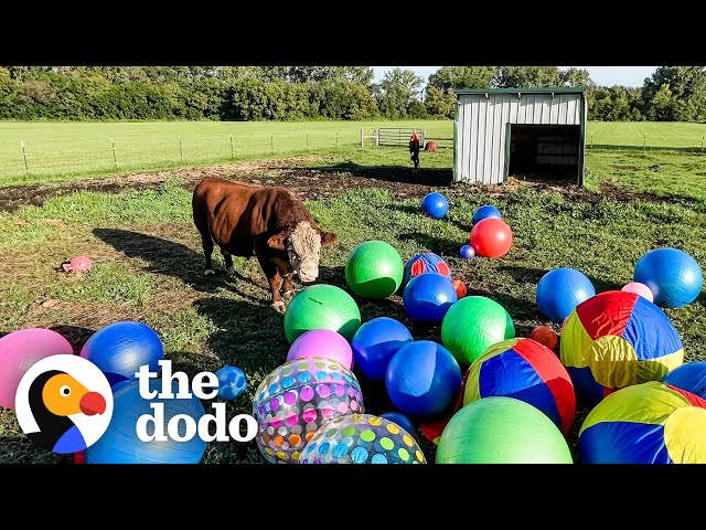 1800-Pound Loves Nothing More Than Playing With Balls | The Dodo