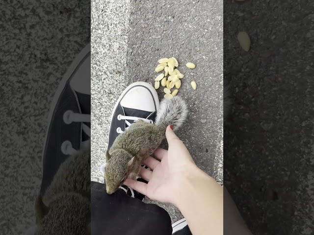 Woman Helps Rescue Stranded Baby Squirrel In Parking Lot