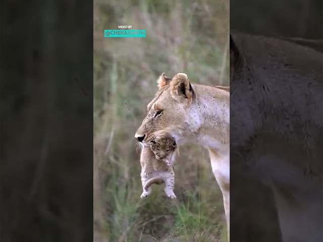 Lion Mum Carries Her Cub