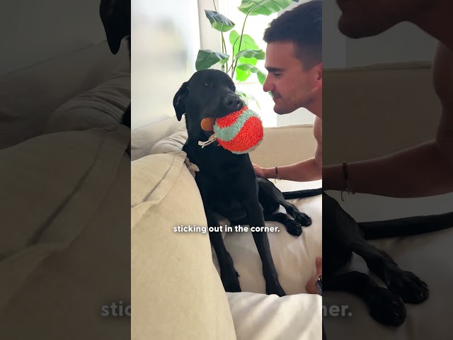 Meet The Lab Who’s Never Without His Emotional Support Carrot | The Dodo