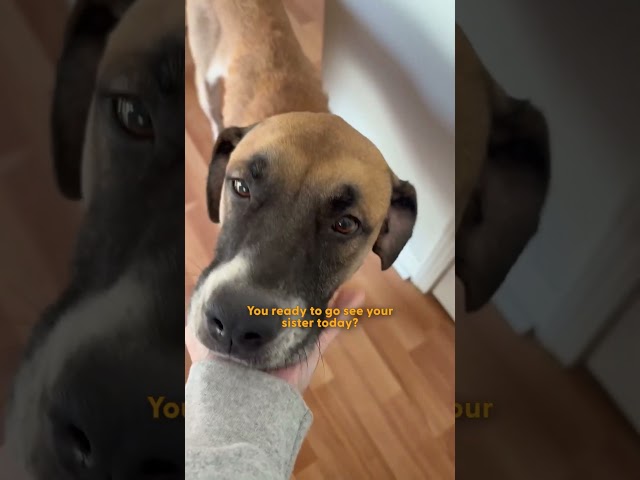 Shut Down Dog Blossoms Once She Reunites With Her Sister | The Dodo