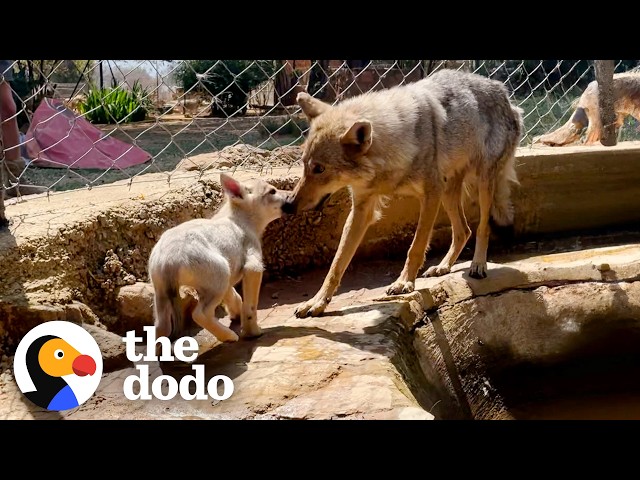 Wolf Dad Keeps Crying Until He Reunites With His Mate And Babies | The Dodo