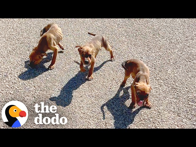 What Would You Do If You Found The Cutest Litter Of Puppies? | The Dodo